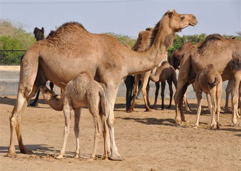 The biggest thing we ever turned ground with here was a one horse or a camel turning plow! Visit Bikaner on a trip to India | Audley Travel