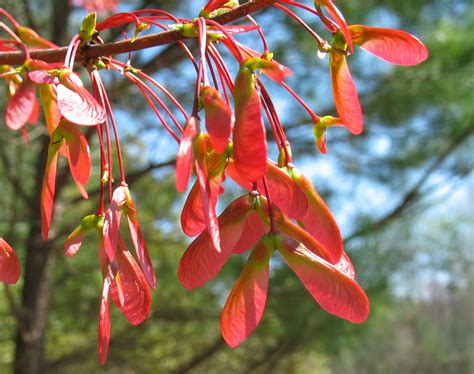 Using Georgia Native Plants Red Maple Takes A Chance
