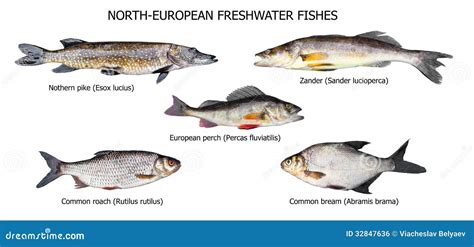 Europäische Fische Stockfoto Bild Von Einstellen Frischwasser 32847636