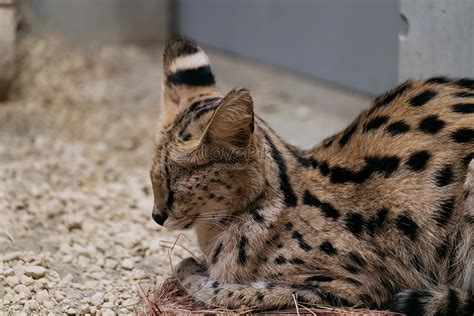 Japanese Grassland Cat At Hokkaido Zoo Picture And Hd Photos Free