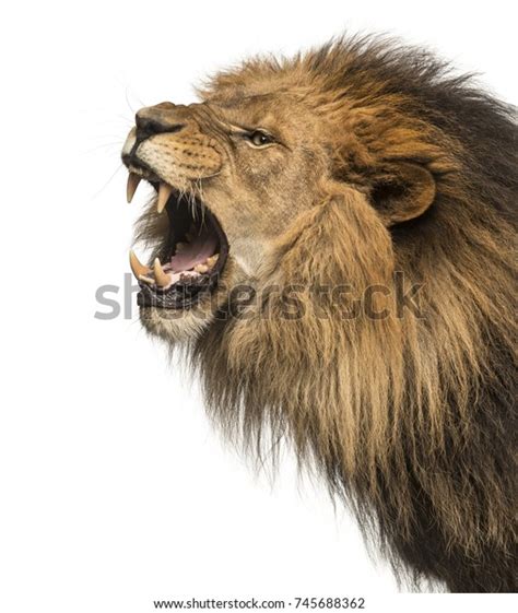 「ライオンの騒々しい横顔の接写、パンテラ・レオ、10歳、白い背景」の写真素材（今すぐ編集） 745688362