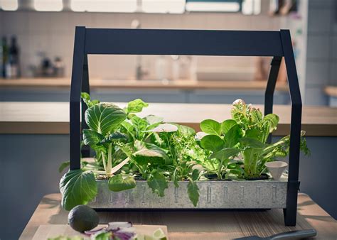 Ikeas Hydroponic System Allows You To Grow Vegetables All Year Round