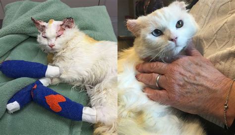 Cat Who Suffered Burns Finds Home With Fellow Survivor The Dodo