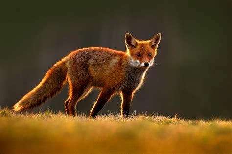 Red Fox Symbolism Red Fox Meaning By Avia On Whats Your Sign