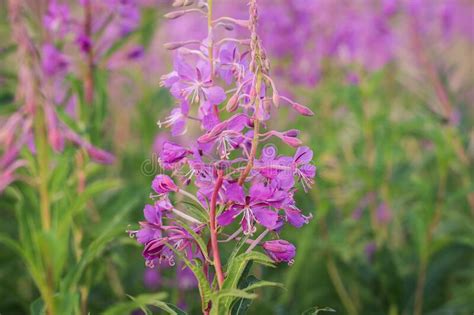 Chamaenerion Angustifolium A Fireweed Blooming In The Meadow Stock