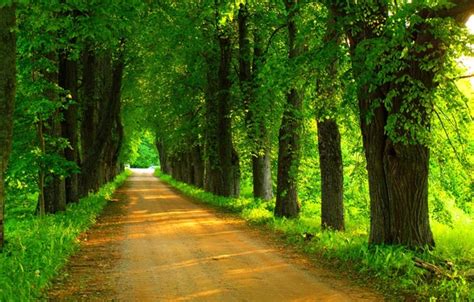 Wallpaper Road Forest Trees Nature Park Spring Forest Road
