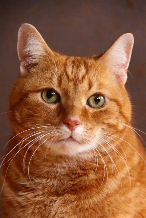 King Collins Cat Palace Public Group Facebook Orange Tabby Cats