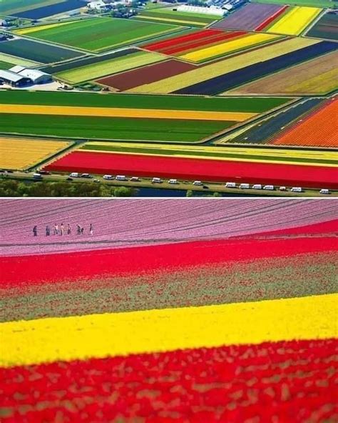 Holland Sea Of Flowers In Full Bloom Where Have Million Dutch Tulips Gone Crushed By The