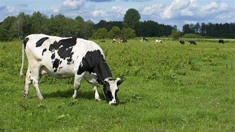 Drag your mouse (or finger) around to find the cow. Dortmund: Polizei sucht entlaufende Kuh mit Hubschrauber