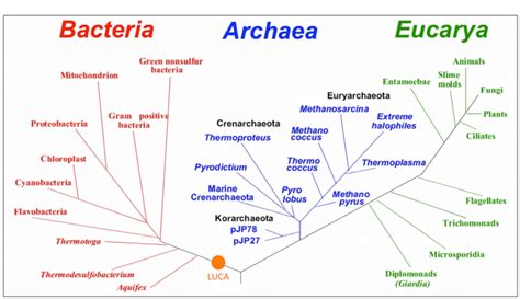 Archaea Bacteria Eukarya Tree