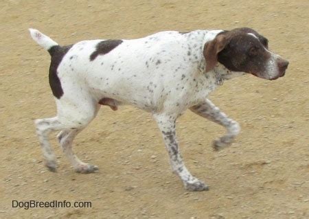 German shorthaired pointers (gsp) are athletic, lovable dogs that are eager to please and easy to train. German Shorthaired Pointer Dog Breed Information and Pictures