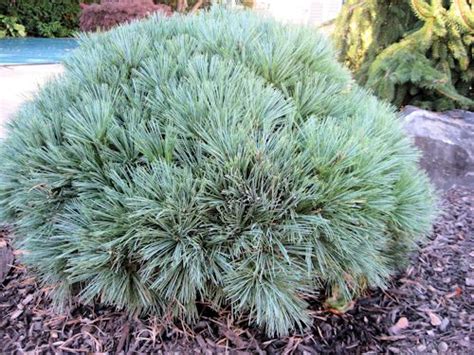 A Guide To Northeastern Gardening Dwarf Globe Conifers In The Landscape