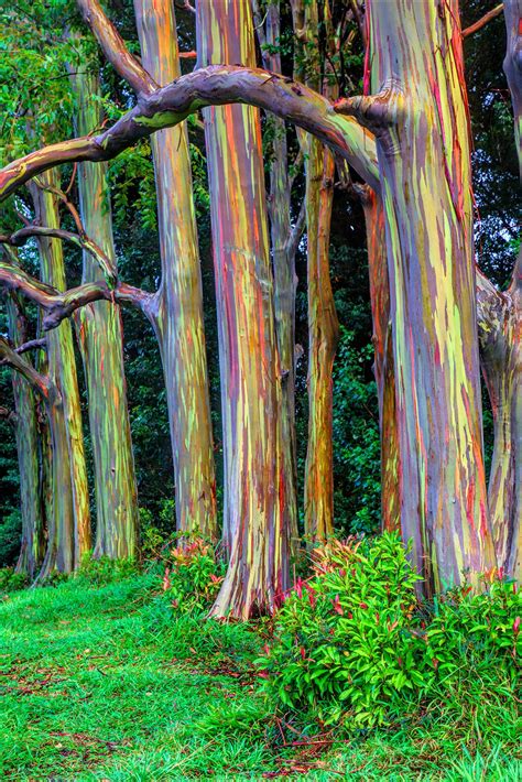 Rainbow Eucalyptus Trees Are One Of The Most Colorful Trees Small Joys