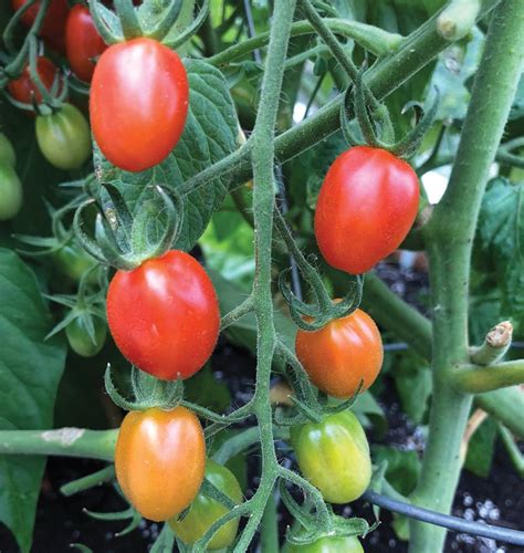 Principe Borghese Tomato Seeds West Coast Seeds