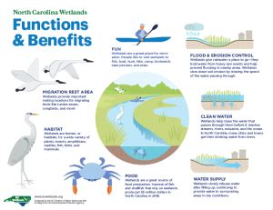 Functions Of Wetland North Carolina Wetlands