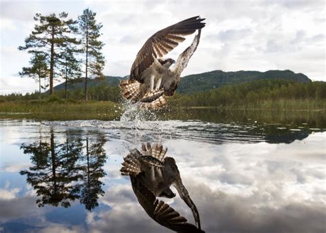 Nordic Nature Photographer Of The Year Daily Scandinavian