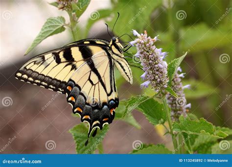 Tiger Swallowtail Butterfly Orientale Sui Fiori Dell Issopo Fotografia