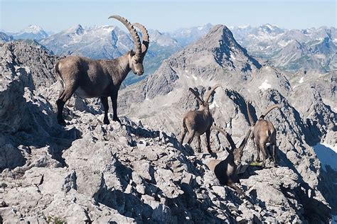 Animals Native To Germany Worldatlas