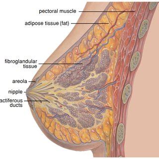 Lateral quadrants of the breast; Breast quadrants definition: Upper-Outer (UOQ), Upper-Inner (UIQ),... | Download Scientific Diagram