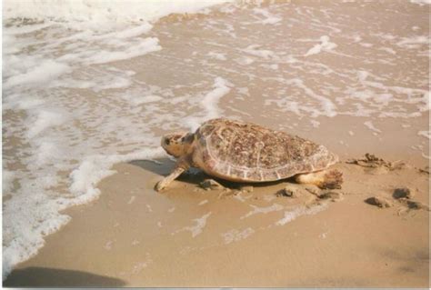 Its Sea Turtle Season In Melbourne Beach Florida