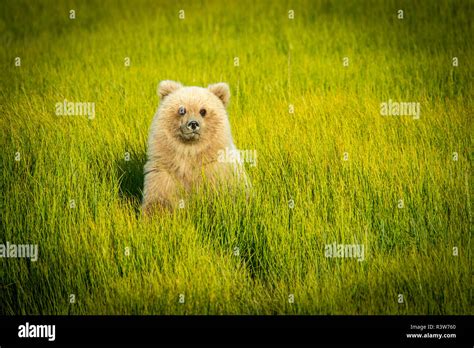 Usa Alaska Grizzly Bear Cub Stock Photo Alamy