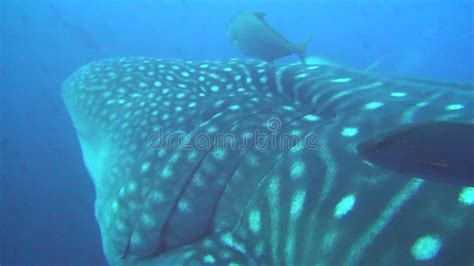 Large Whale Shark Underwater Stock Image Image Of Feeding Mouth