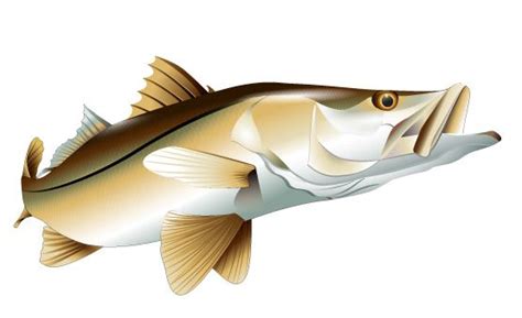 Full Color Realistic Vector Illustration Of A Snook