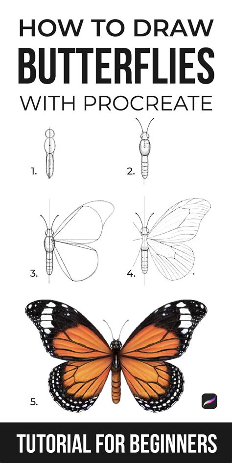 The Ultimate Guide To Drawing Butterflies In Procreate Butterfly Art
