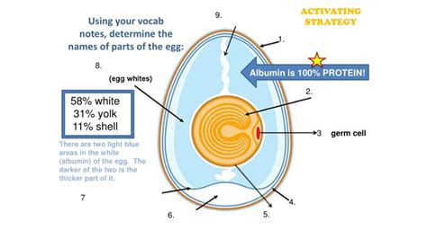 The anatomy of a chicken egg. PPT - What do I need to know about eggs related to ...
