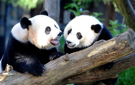 Giant Pandas No Longer Endangered In China Officials