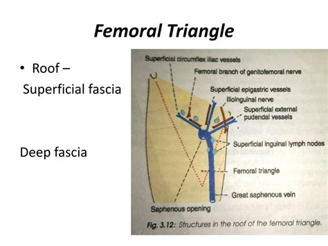 Ppt Femoral Triangle Powerpoint Presentation Free Download Id11010548