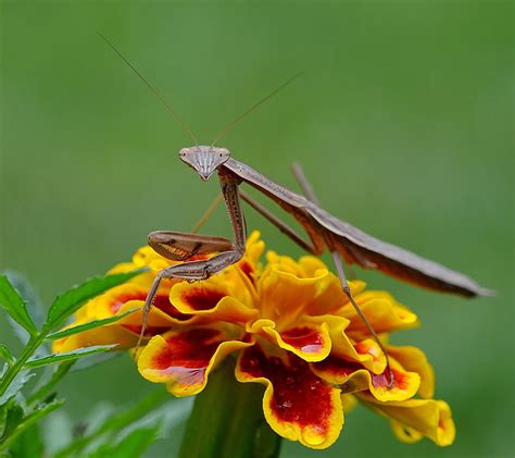 Closeup Insects Macro Mante Mantis Nature Religieuse Zoom Hd