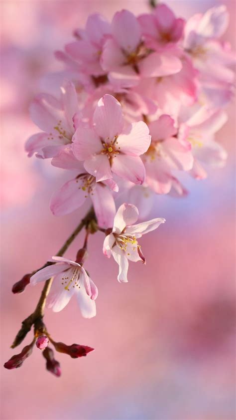 Lihat ide lainnya tentang bunga sakura, bunga, pemandangan. Wallpaper Bunga Sakura 3d - WALLPAPERS