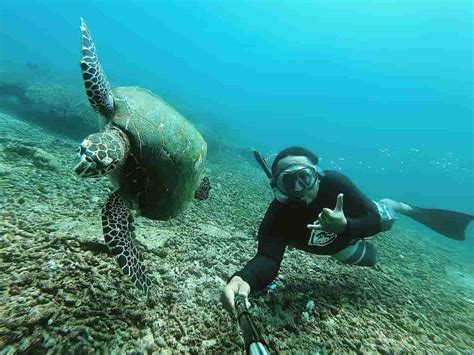 Bali Nusa Lembongan Manta Ray And Sea Turtle Snorkeling Tour