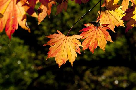 Autumn Leaves The · Free Photo On Pixabay