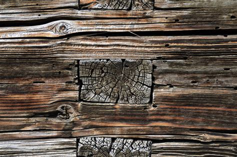 Free Images Tree Nature Wood Grain Texture Plank Leaf Trunk