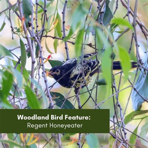 Woodland Bird Feature Regent Honeyeater Hunter Region Landcare Network