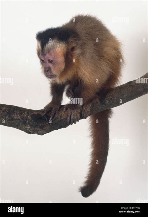 Black Capped Capuchin Cebus Apella Sitting On Branch Tail Hanging