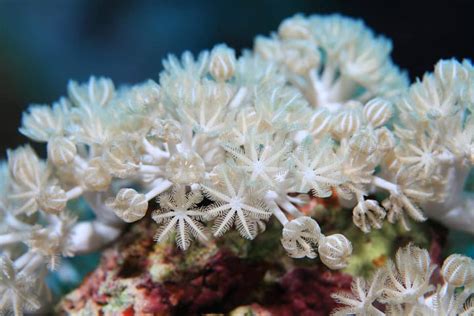 Complete Beginners Guide To Growing Corals In A Reef Tank Aquarium
