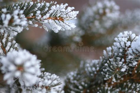 Close Up Of Hoar Frost Crystals On Spruce Tree Needles Stock Image