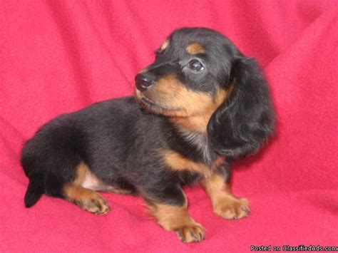 Puppyfinder.com is your source for finding an ideal dachshund puppy for sale in indiana, usa area. AKC Miniature Dachshund puppies for sale - Price: 300 & up ...