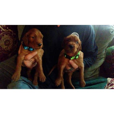 Transportation to new jersey available. 5 beautiful Irish setter puppies for sale in Willows ...
