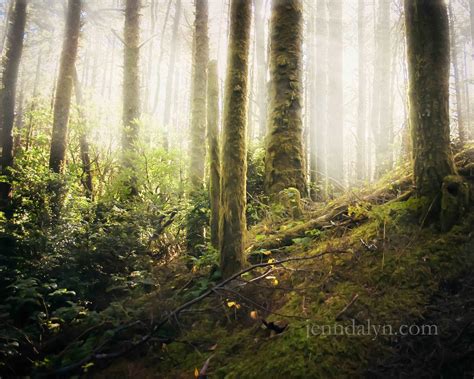 Create More Light Oregons Hobbit Trail A Real Enchanted Forest