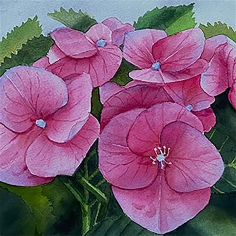 Daily Paintworks Hydrangea Blossoms Original Fine Art For Sale