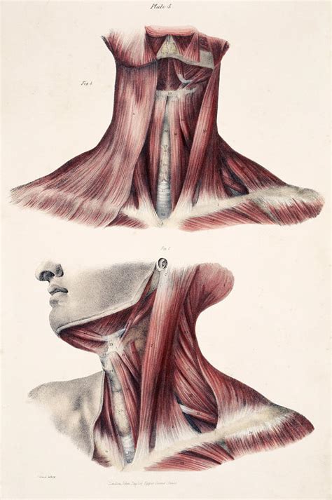 Muscles Of The Neck Photograph By Sheila Terry Fine Art America