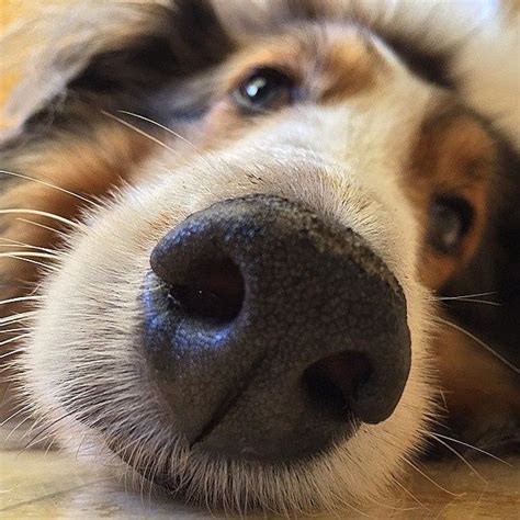 Blog The Dog Selfie Dog Selfie