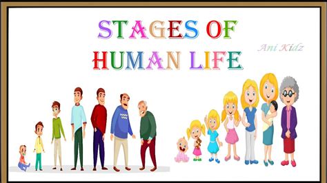 Stages Of Human Life Human Life Cycle Stages Of Life Infancy