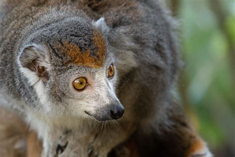 Pin On Primates Old World Crowned Lemur Eulemur Coronatus