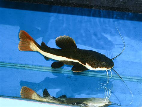 Red Tailed Catfish An Aquatic Big Cat Injaf