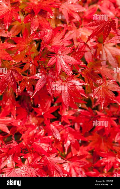 Japanese Maple Tree Leaves In Autumn Stock Photo Alamy